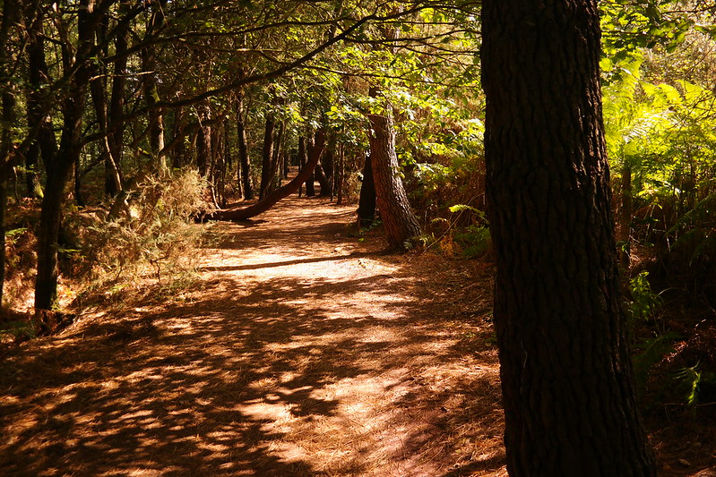 broceliande